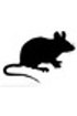 Contrôle d'Isotype IgA de Souris 