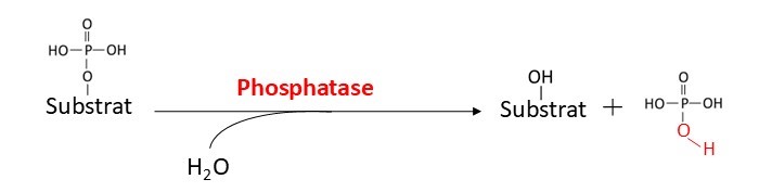 Phosphatase reaction